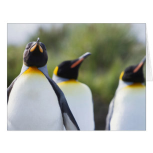 King penguins