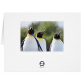 King penguins (Back Horizontal)