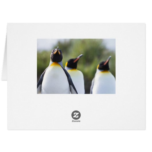 King penguins (Back Horizontal)