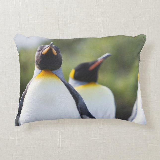 King penguins accent pillow (Front)