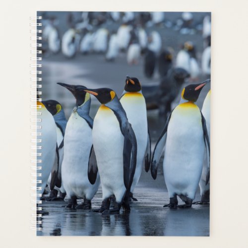 King Penguins_ Antarctica Planner