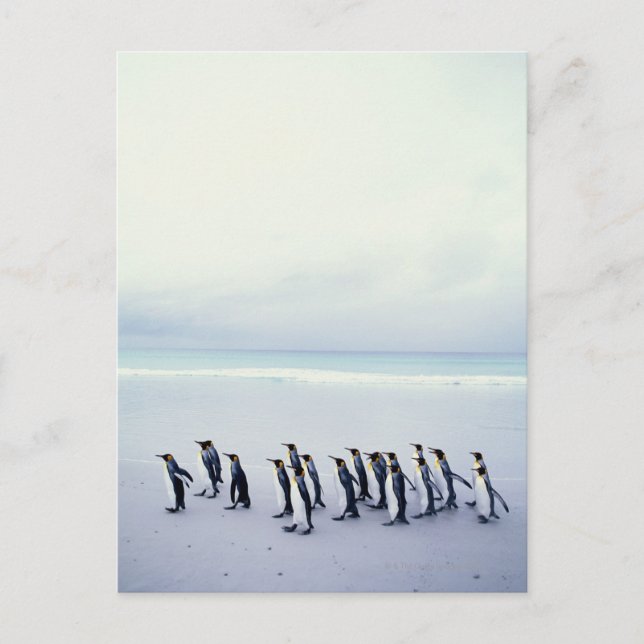 King penguins (Aptenodytes patagonicus) Postcard (Front)