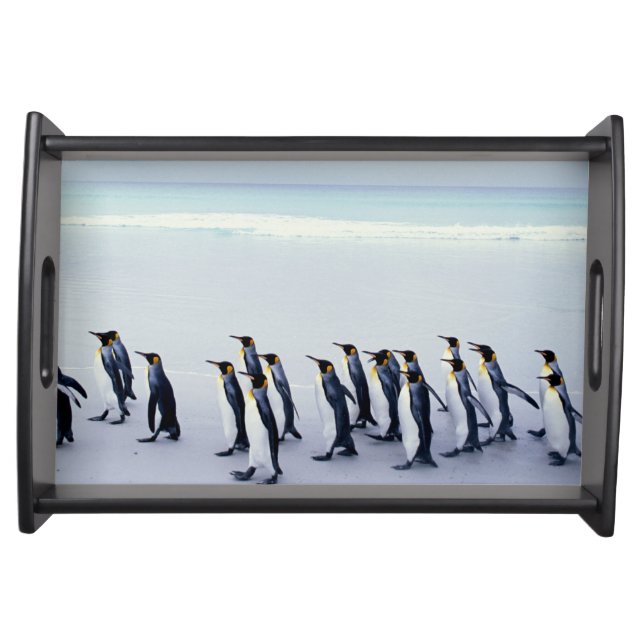 King penguins (Aptenodytes patagonicus) Serving Tray (Front)