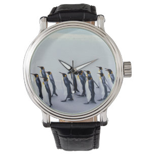 King penguins (Aptenodytes patagonicus) Watch