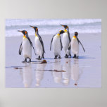 King Penguins At Beach Poster at Zazzle