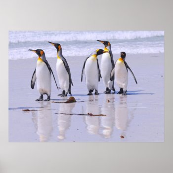 King Penguins At Beach Poster by DavidSalPhotography at Zazzle