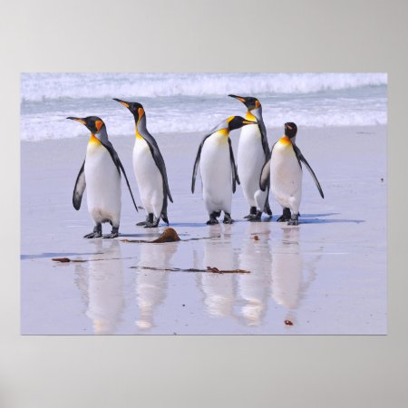 King Penguins At Beach Poster