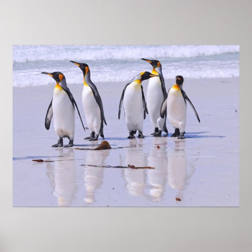 King Penguins at Beach Poster