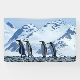 King Penguins at South Georgia Banner