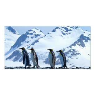 King Penguins at South Georgia Card