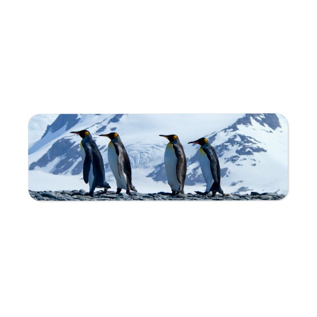 King Penguins at South Georgia Label (Front)
