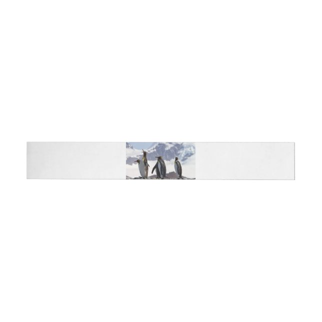 King Penguins at South Georgia Wrap Around Label (Individual)