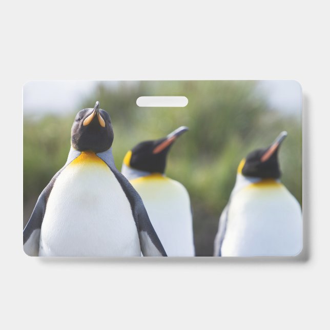 King penguins badge (Front)