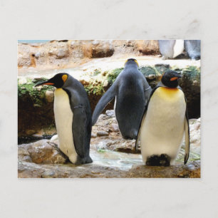 King penguins bird postcard