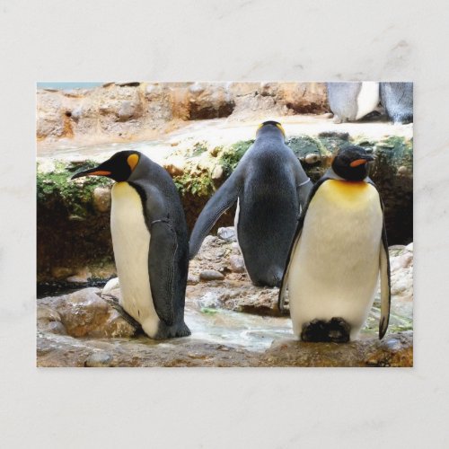 King penguins bird postcard