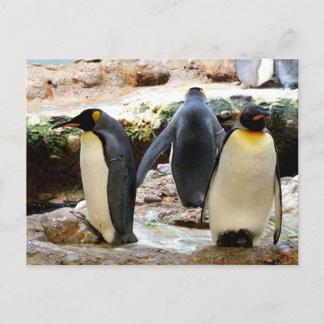 King penguins bird postcard (Front)