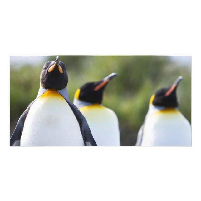 King penguins card (Front)