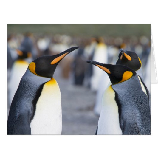 King Penguins Cards (Front Horizontal)