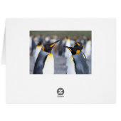 King Penguins Cards (Back Horizontal)