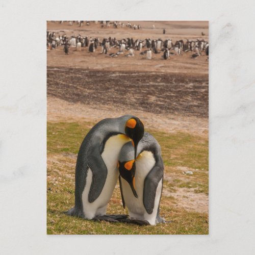 King penguins caressing Falkland Postcard