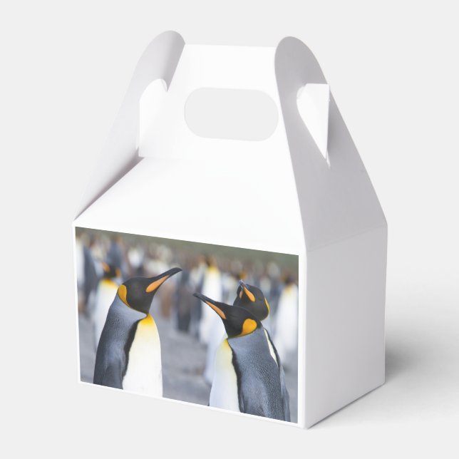 King Penguins Favor Boxes (Back Side)