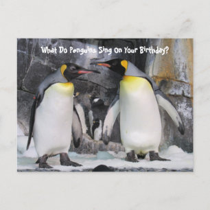 King Penguins Funny Birthday Postcard