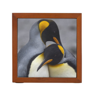 King Penguins in Love Desk Organizer