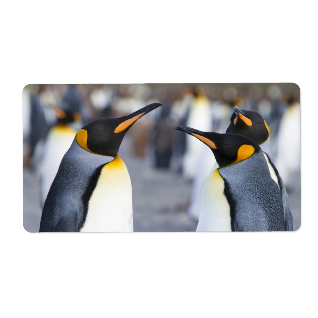 King Penguins Label (Front)