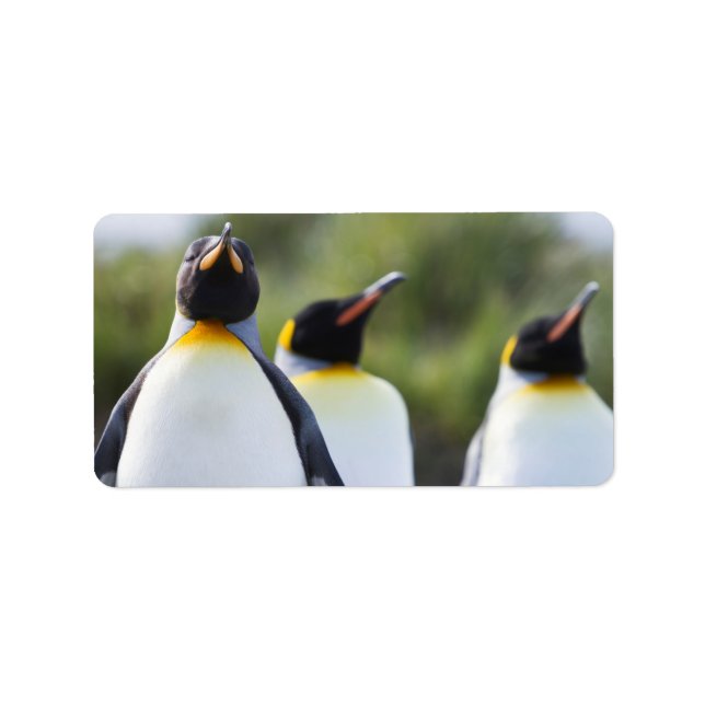King penguins label (Front)