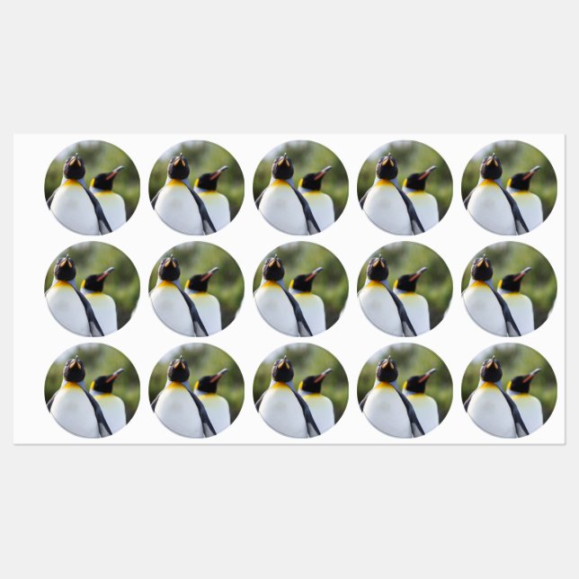 King penguins labels (Sheet)