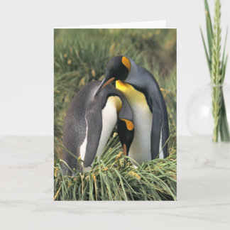 King penguins Lovers Card