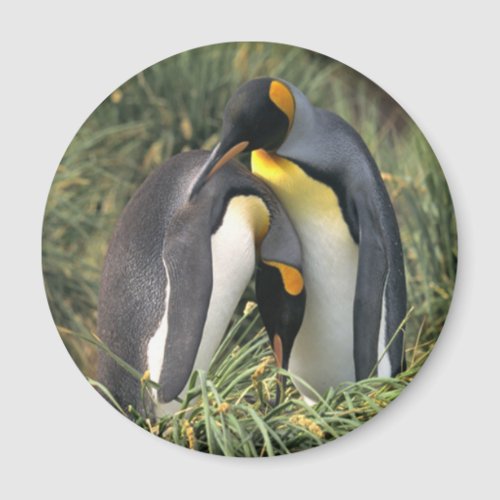 King penguins Lovers Magnet