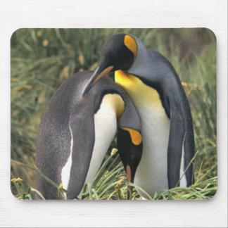 King penguins Lovers Mouse Pad