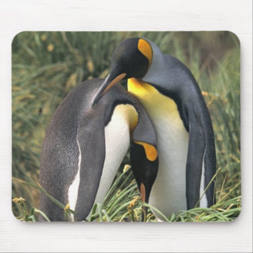 King penguins Lovers Mouse Pad