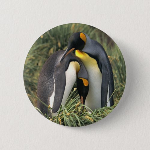 King penguins Lovers Pinback Button