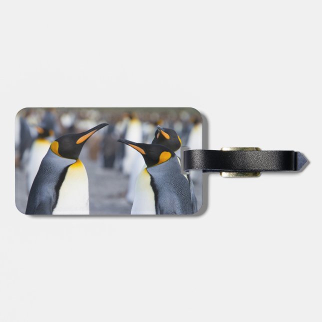 King Penguins Luggage Tag (Back Horizontal)