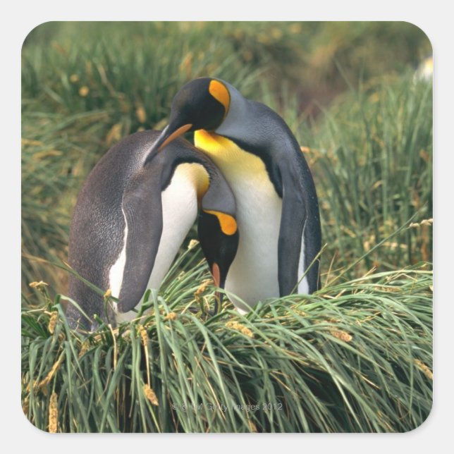 King penguins nuzzling square sticker (Front)