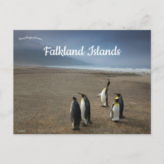 King Penguins on Falkland Islands Postcard