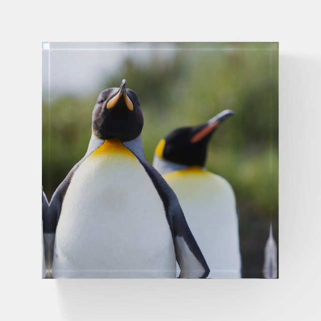 King penguins paperweight (Front)