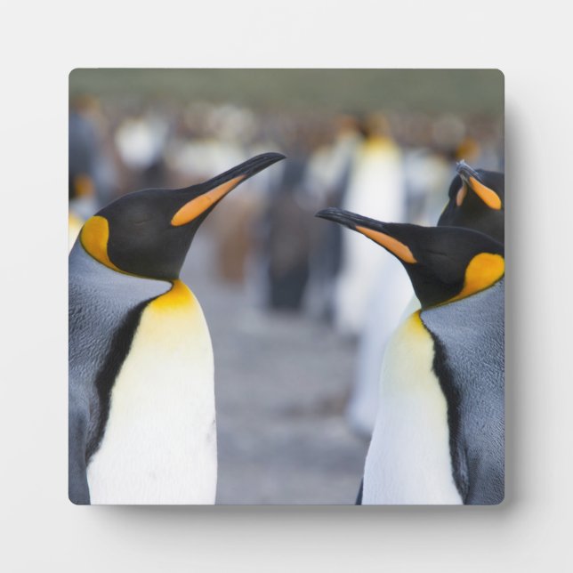 King Penguins Plaque (Front)