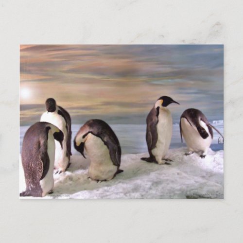 King penguins postcard