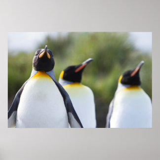 King Penguin Posters | Zazzle