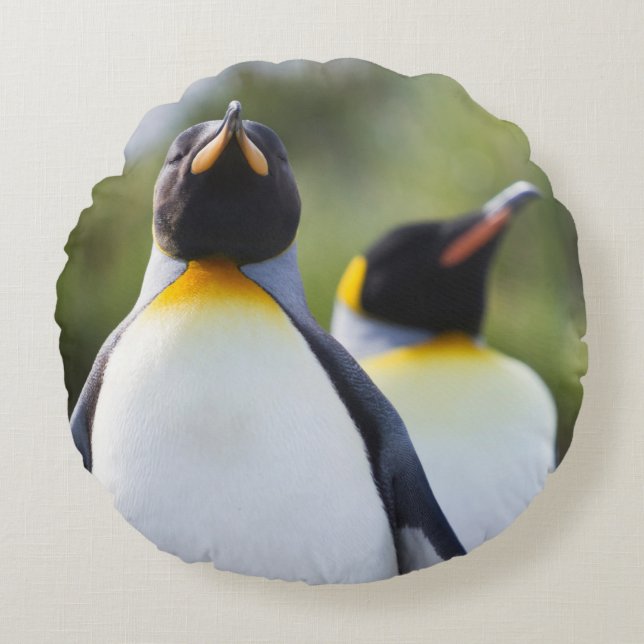 King penguins round pillow (Front)