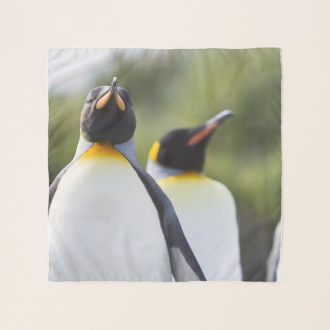 King penguins scarf (Front)