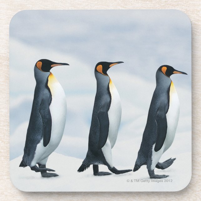 King Penguins walking in single file Beverage Coaster (Front)