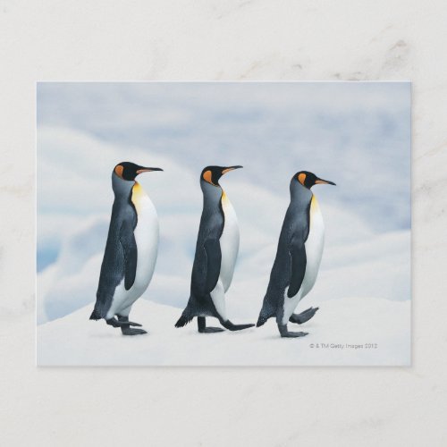 King Penguins walking in single file Postcard