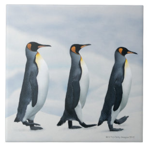 King Penguins walking in single file Tile