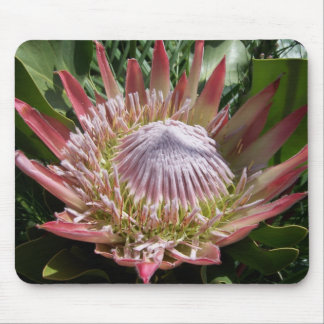 King Protea Flower Photography  Mouse Pad