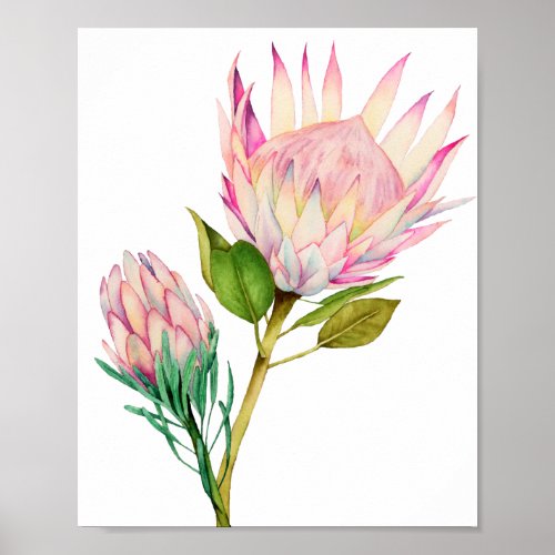 King Protea Flowers Watercolor Art Print