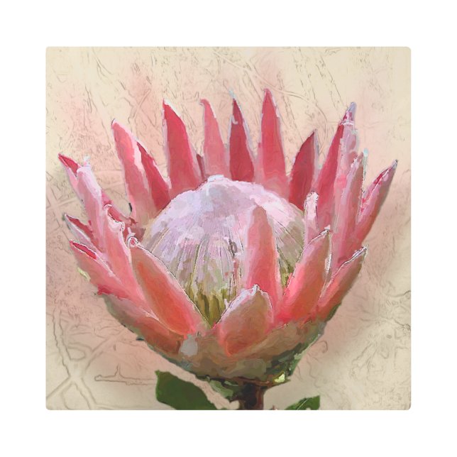 King Protea Metal Print (Front)